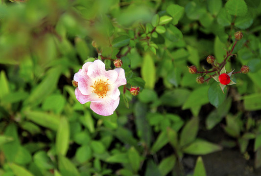 粉花