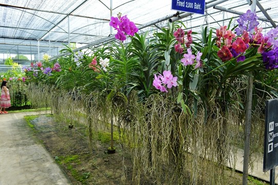 蘭花培植