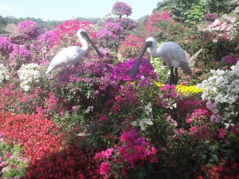 深圳 蓮花山 公園 杜鵑花 節(jié)