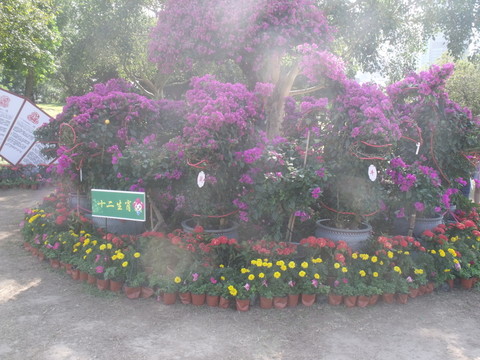 深圳 蓮花山 公園 杜鵑花 節(jié)