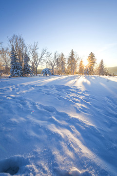 林海雪原羊草山日出