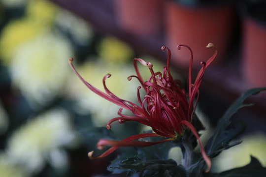 菊花