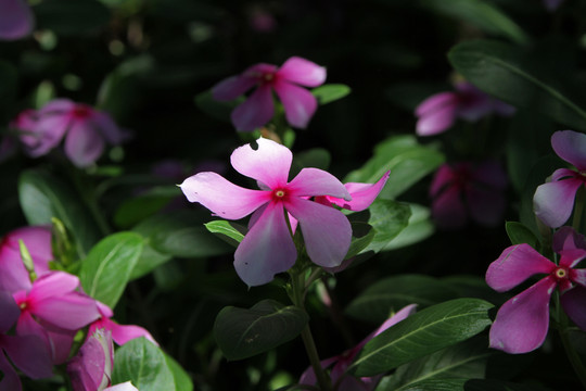 長春花