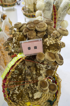香菇樣品
