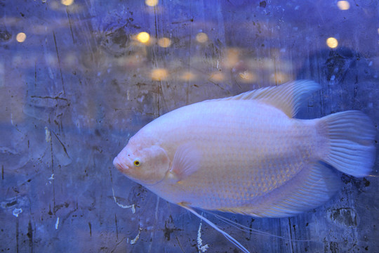 觀賞魚 招財(cái)魚