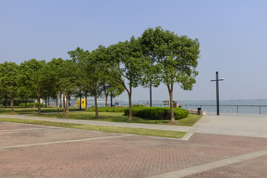香樟樹