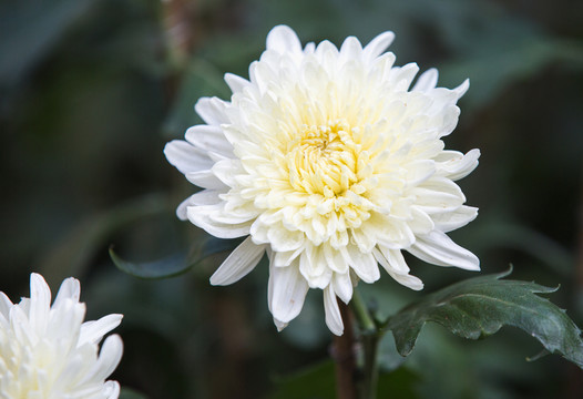 菊花