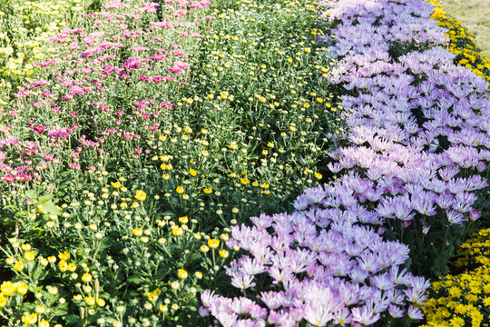 菊花