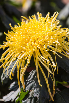 菊花