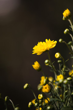 菊花