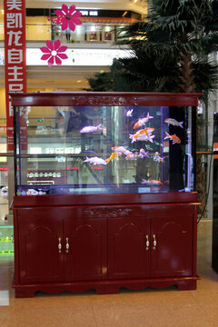 觀賞魚 魚缸