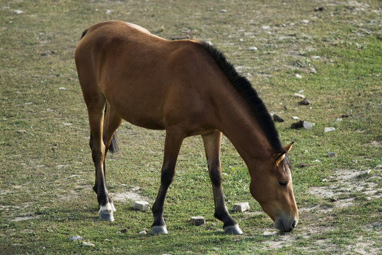 馬