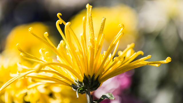 菊花