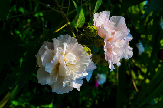 芙蓉