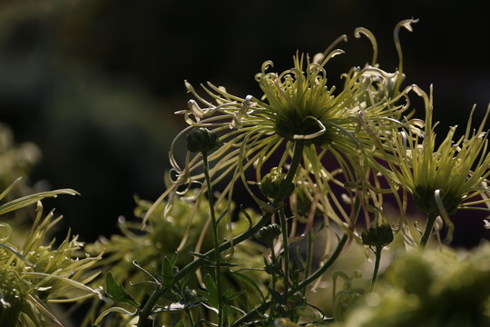 菊花