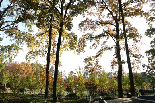 磨山公園秋色