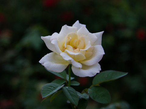玫瑰花