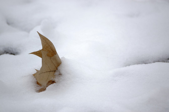 雪 樹(shù)葉