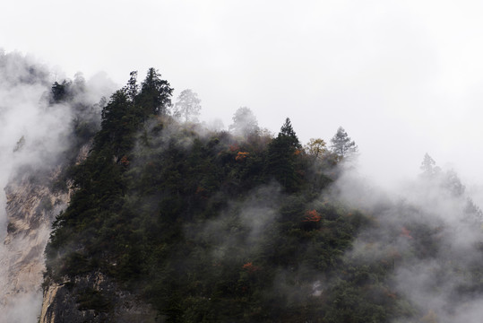云霧 山林