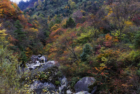 彩林 秋天樹林