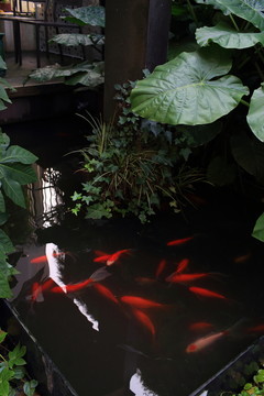 魚池