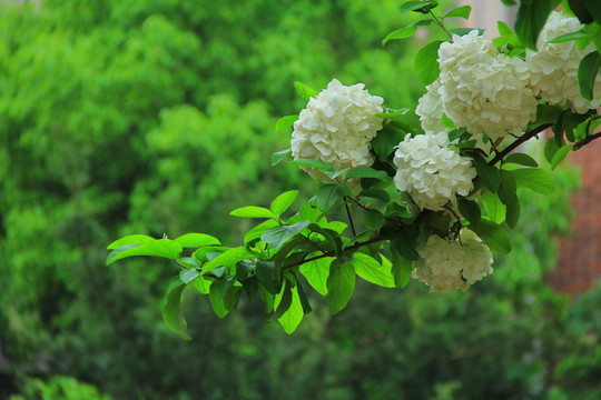 繡球莢蒾