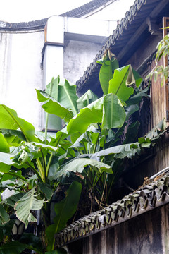 古鎮(zhèn)綠意