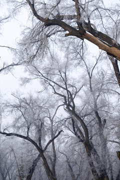 樹林