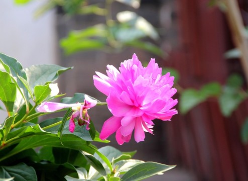 一朵芍藥花