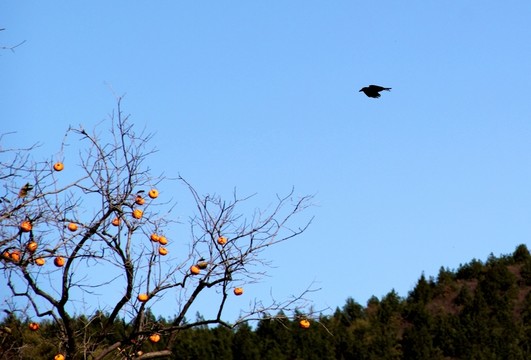 鳥與柿子