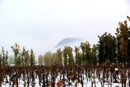 雪地農(nóng)霧下的果園