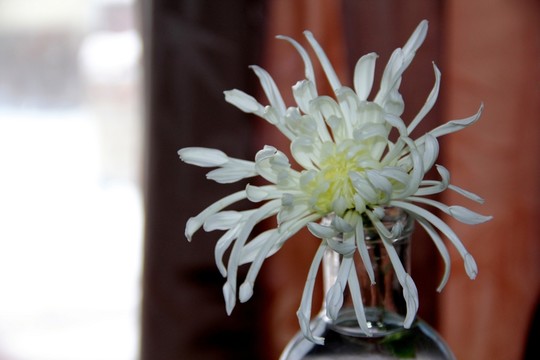 窗簾前的白菊花