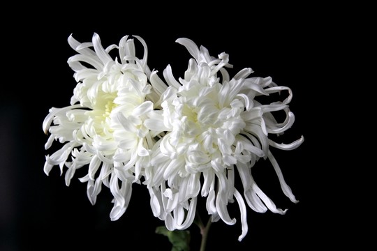 兩朵綻放的白菊花