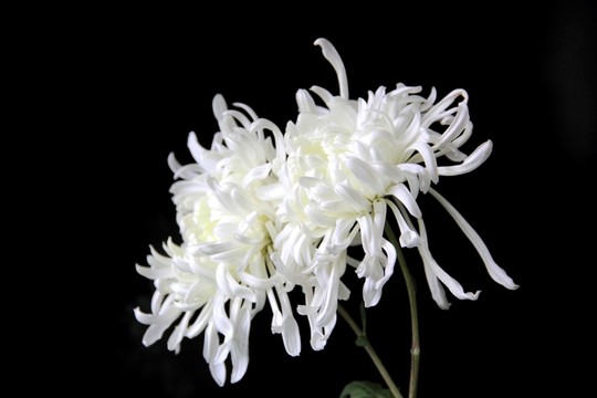 兩朵綻放的白菊花