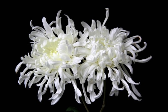 兩朵綻放的白菊花
