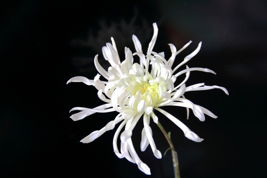 一朵盛開(kāi)的菊花