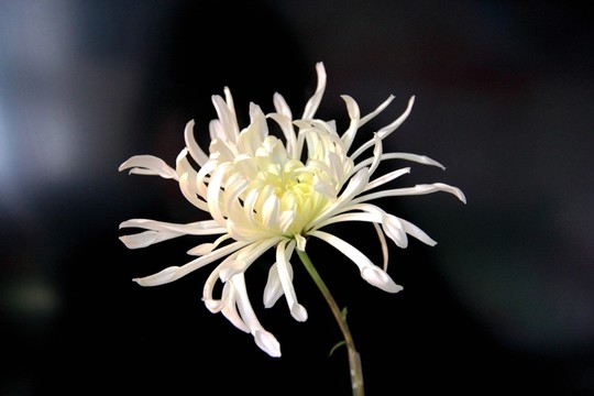 一朵白菊花