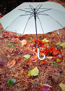 雨伞 落叶
