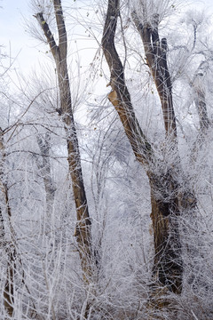冬雪