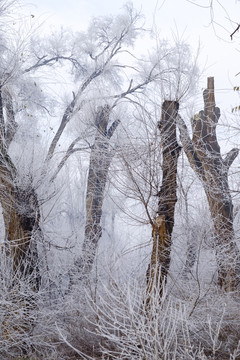 樹林