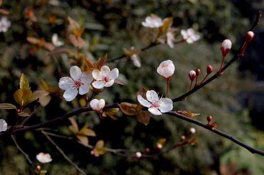 櫻花