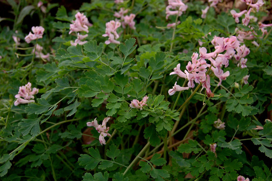 山花