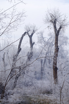 霧淞