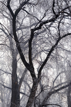 樹林