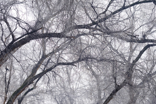 樹林