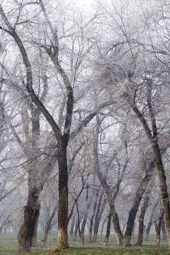 樹林
