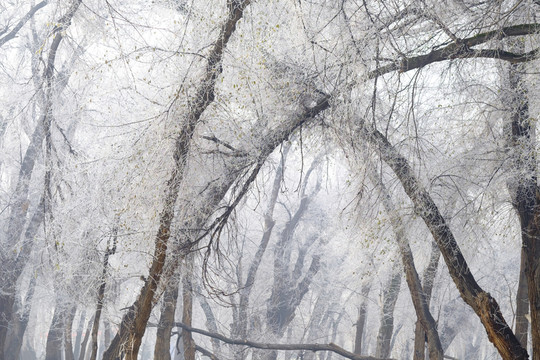 樹林