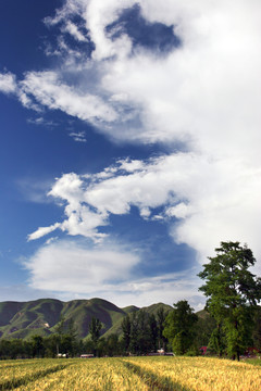 藍(lán)天白云