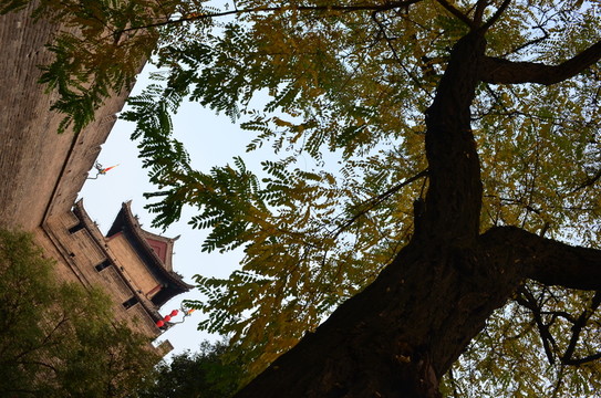 大樹和城墻