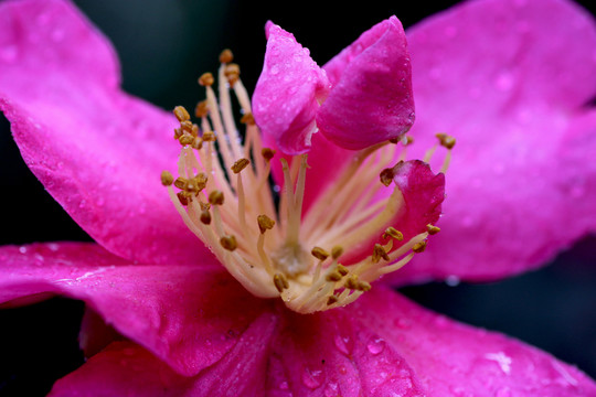 茶花